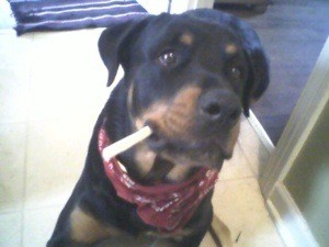 Lucifer Kane (Rottweiler)